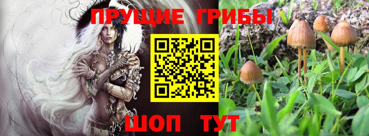 Истра  Псилоцибиновые грибы мицелий  Псилоцибиновые грибы прущие грибы  цена   Вход с VPN 